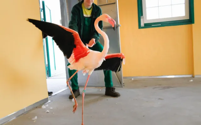 Zoologická zahrada zažila velké stěhování. Stovka růžových plameňáků má nový domov