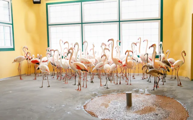 Zoologická zahrada zažila velké stěhování. Stovka růžových plameňáků má nový domov