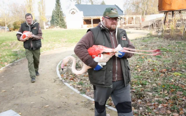 Zoologická zahrada zažila velké stěhování. Stovka růžových plameňáků má nový domov