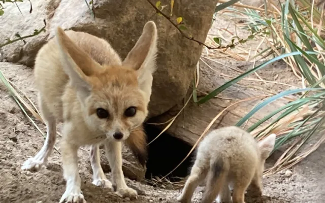 Safari park ve Dvoře spouští vánoční kampaň. Zájemci si mohou adoptovat žirafu, fenka nebo hrošíka