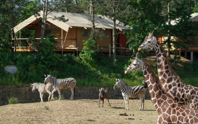 Safari park ve Dvoře spouští vánoční kampaň. Zájemci si mohou adoptovat žirafu, fenka nebo hrošíka