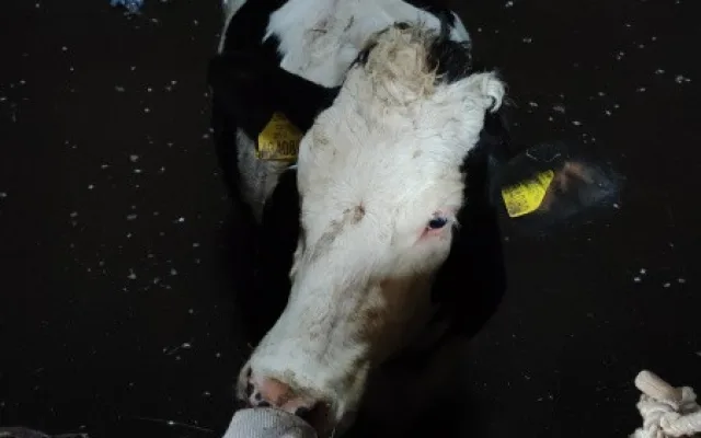 Zvědavá kráva skočila do silážní věže. Ven se dostala až s pomocí hasičů