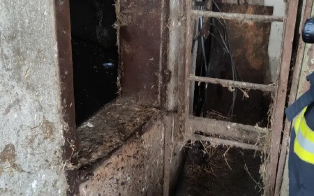 Zvědavá kráva skočila do silážní věže. Ven se dostala až s pomocí hasičů