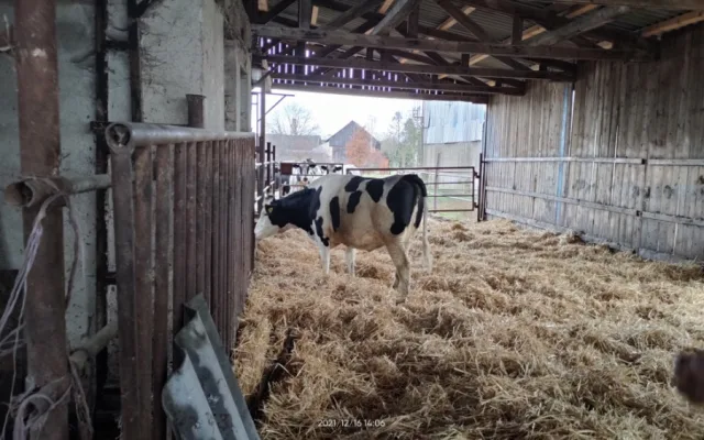 Zvědavá kráva skočila do silážní věže. Ven se dostala až s pomocí hasičů