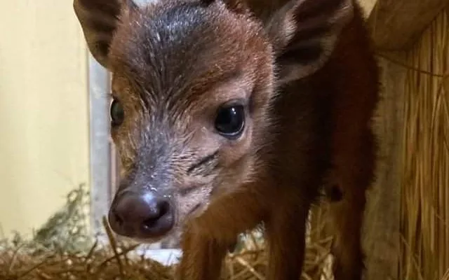 V Safari Parku se narodila jedna z nejmenších antilop, kterou můžeme v zahradách vidět. Jmenuje se Kaja