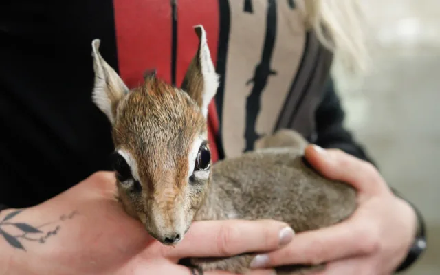 V Safari Parku se narodila jedna z nejmenších antilop, kterou můžeme v zahradách vidět. Jmenuje se Kaja