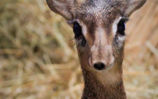 V Safari Parku se narodila jedna z nejmenších antilop, kterou můžeme v zahradách vidět. Jmenuje se Kaja
