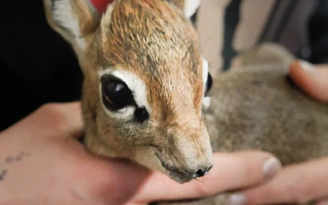 V Safari Parku se narodila jedna z nejmenších antilop, kterou můžeme v zahradách vidět. Jmenuje se Kaja