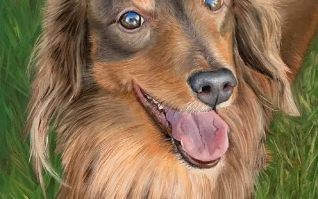 Jezevčík Coco