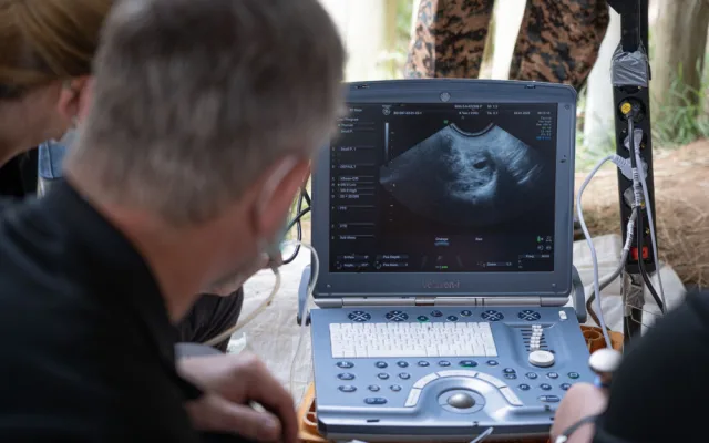Vědcům ze Safari Parku a jich kolegům se podařilo vytvořit dvě nová embrya nosorožce bílého severního