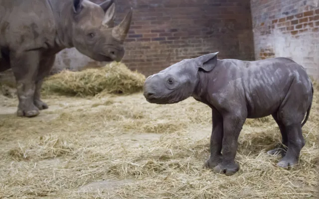 V ZOO ve Dvoře se narodilo mládě vzácného nosorožce. Pojmenovali ho Kyjev