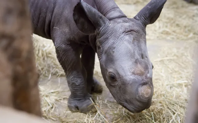 V ZOO ve Dvoře se narodilo mládě vzácného nosorožce. Pojmenovali ho Kyjev
