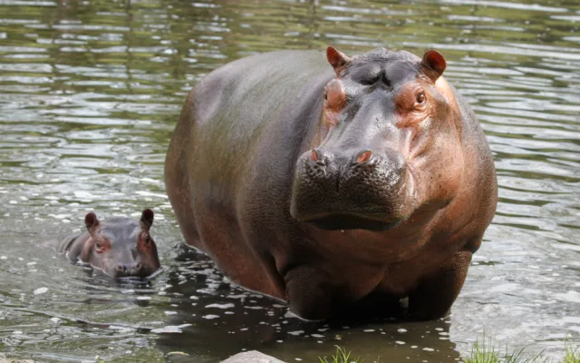 Safari Park Dvůr Králové vypustil do venkovní expozice stádo sedmi hrochů