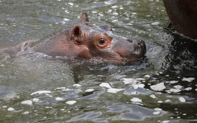 Safari Park Dvůr Králové vypustil do venkovní expozice stádo sedmi hrochů