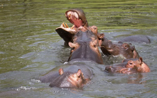 Safari Park Dvůr Králové vypustil do venkovní expozice stádo sedmi hrochů
