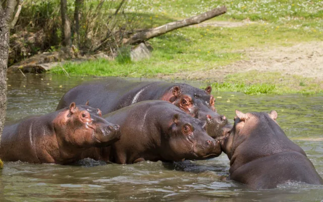Safari Park Dvůr Králové vypustil do venkovní expozice stádo sedmi hrochů