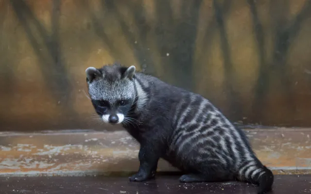 Safari Park přivítal nová mláďata. Zahradě se podařilo odchovat čtyři malé cibetky africké