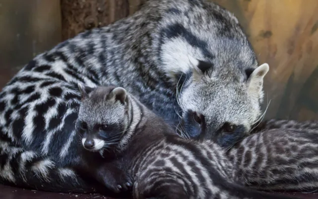 Safari Park přivítal nová mláďata. Zahradě se podařilo odchovat čtyři malé cibetky africké