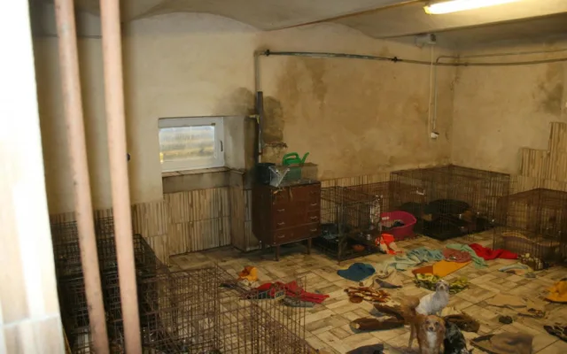 Policie ukončila vyšetřování dvojice, která týrala přes tři desítky psů. Chtěli je krmit usušeným konopím