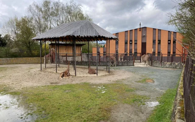Safari Parku ve Dvoře Králové přispěla veřejnost více než dvěma miliony. Nejčastěji adoptují hrošíka