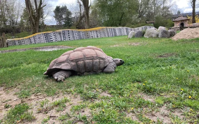 Safari Parku ve Dvoře Králové přispěla veřejnost více než dvěma miliony. Nejčastěji adoptují hrošíka
