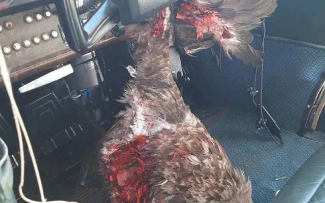 FOTO: Na hradeckém letišti nouzově přistál letoun po střetu s orlem. Žák se lehce zranil