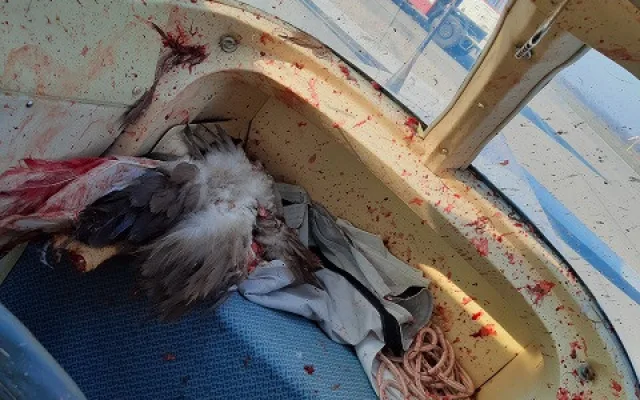 FOTO: Na hradeckém letišti nouzově přistál letoun po střetu s orlem. Žák se lehce zranil