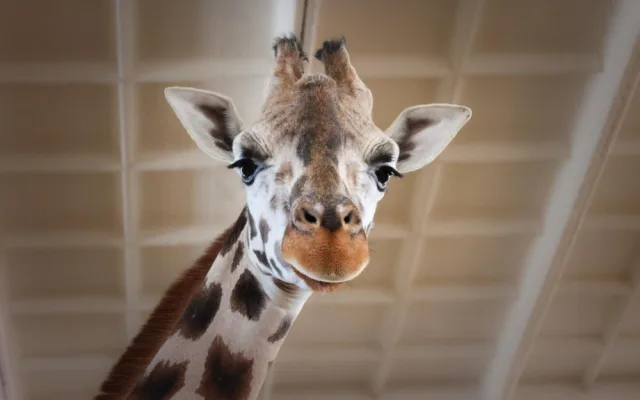 Safari Park dočasně přestěhoval svou žirafu do Liberce. Má se tam postarat o mládě a zabřeznout