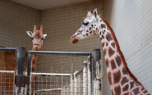 Safari Park dočasně přestěhoval svou žirafu do Liberce. Má se tam postarat o mládě a zabřeznout