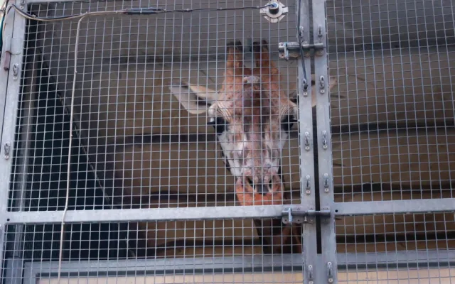 Safari Park dočasně přestěhoval svou žirafu do Liberce. Má se tam postarat o mládě a zabřeznout