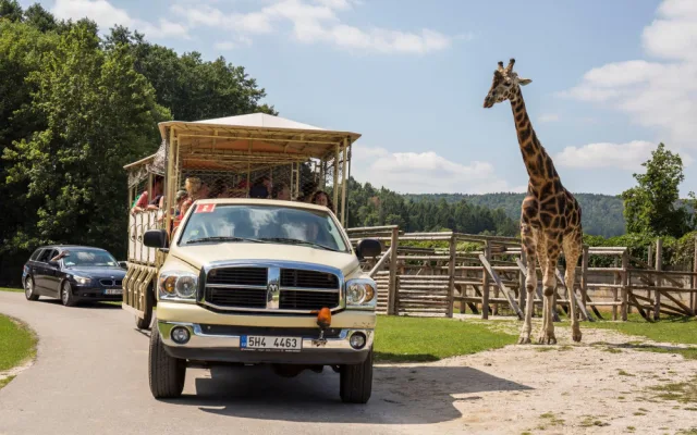 Jako první letos safari ve Dvoře Králové projede Barbora Holická se svou kachnou