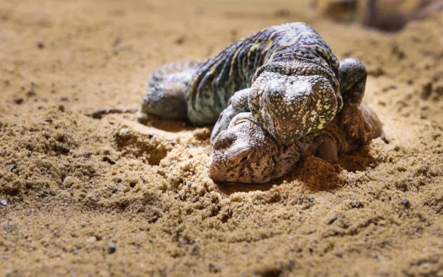 Safari Park otevírá nové terárium s názvem Severní Afrika. Umí simulovat vedra i období chladu