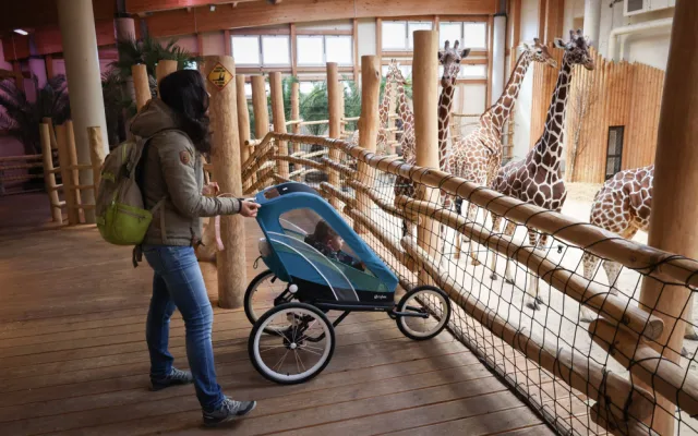 Safari Park Dvůr Králové měl o prázdninách návštěvu jako loni