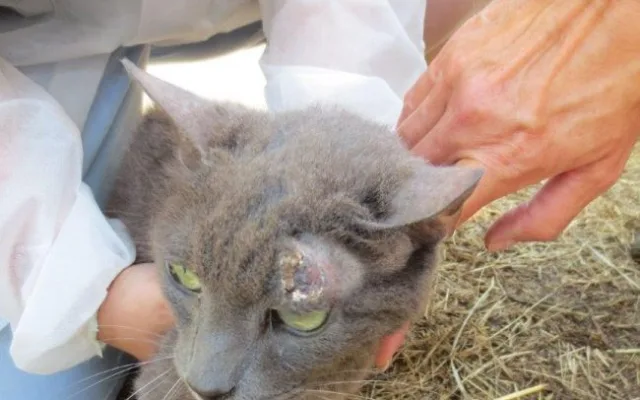 Veterináři našli v chovu v Borovničce na Trutnovsku přes 200 týraných zvířat