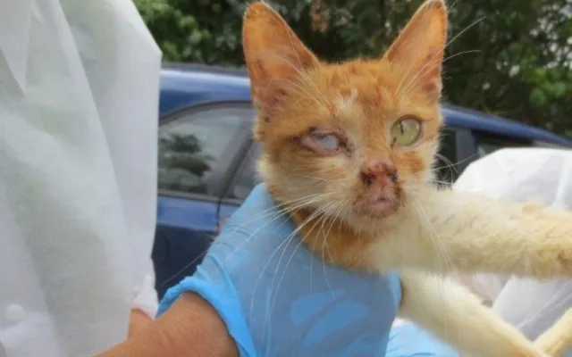 Veterináři našli v chovu v Borovničce na Trutnovsku přes 200 týraných zvířat