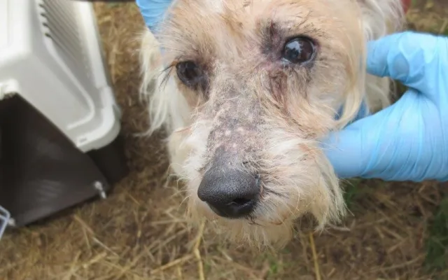 Veterináři našli v chovu v Borovničce na Trutnovsku přes 200 týraných zvířat