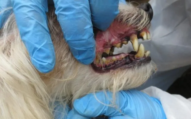 Veterináři našli v chovu v Borovničce na Trutnovsku přes 200 týraných zvířat