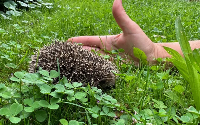 Máme na zahradě rodinku rozkošných ježků. Do záchranné stanice mláďata rozhodně neodneseme!