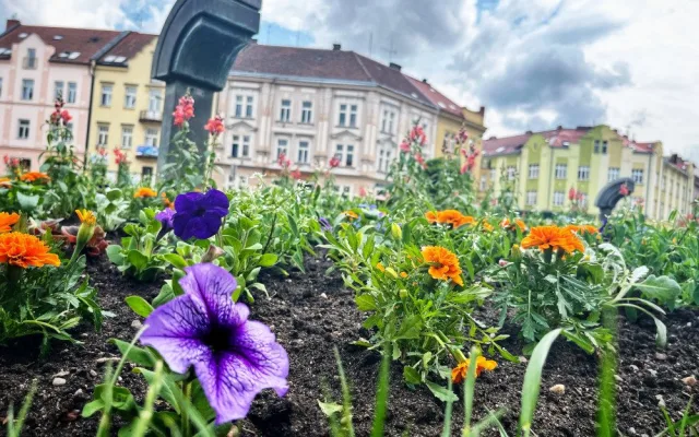 Hradec Králové rozkvetl letničkami, jsou jich tu desítky tisíc