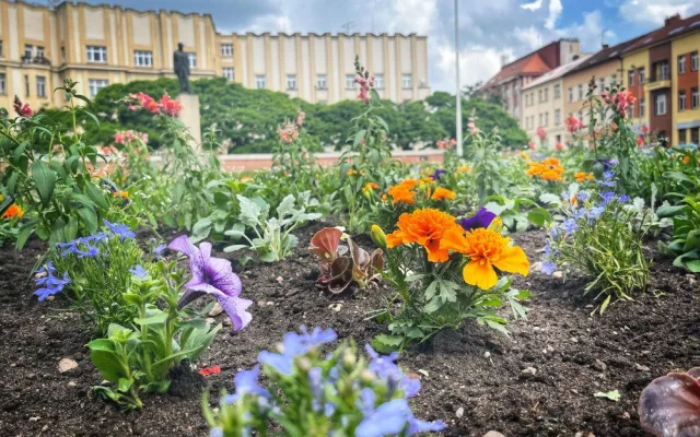 Hradec Králové rozkvetl letničkami, jsou jich tu desítky tisíc