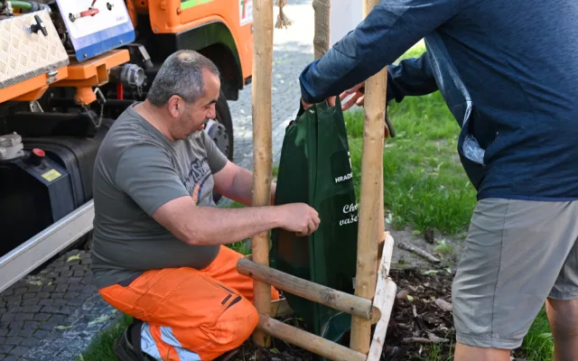 Hradec Králové pořídil nové vaky na zavlažování stromů. Použil peníze re-use projektu