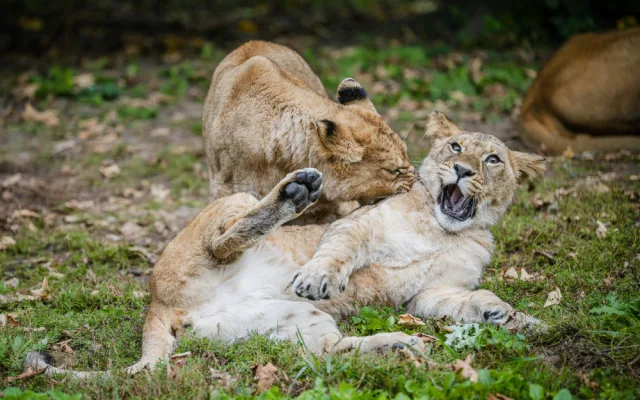 Lvíčata berberská opustila dvorské Safari, už mají nový domov