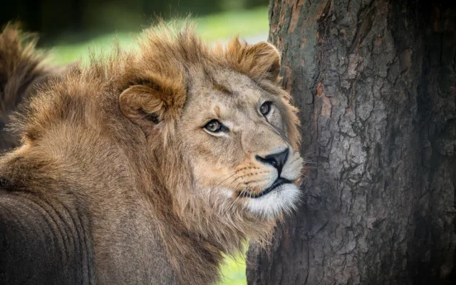 Lvíčata berberská opustila dvorské Safari, už mají nový domov
