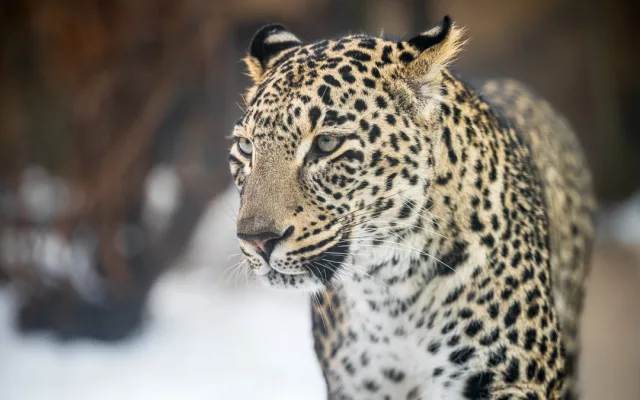 V Safari Parku můžete teď blíž zase o něco blíž krokodýlům i slonům