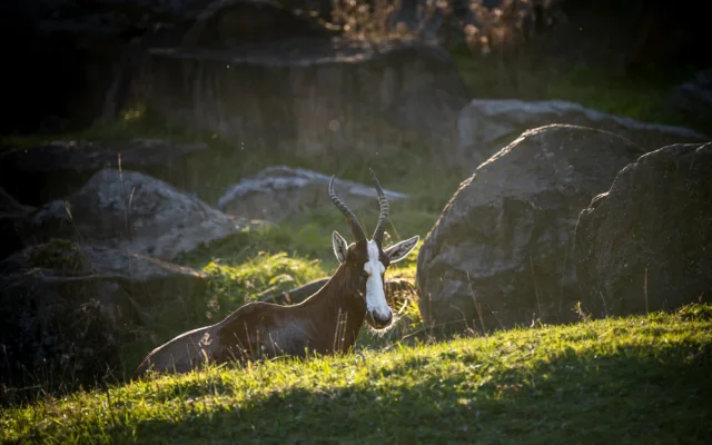 Safari Park za pololetí navštívilo přes čtvrt milionu lidí. Podobně jako loni