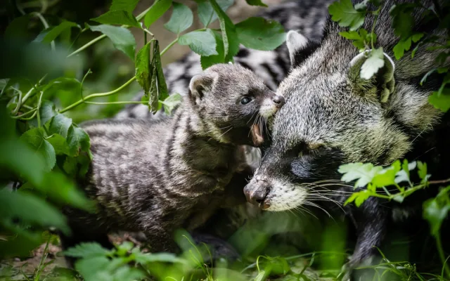 Safari Park za pololetí navštívilo přes čtvrt milionu lidí. Podobně jako loni