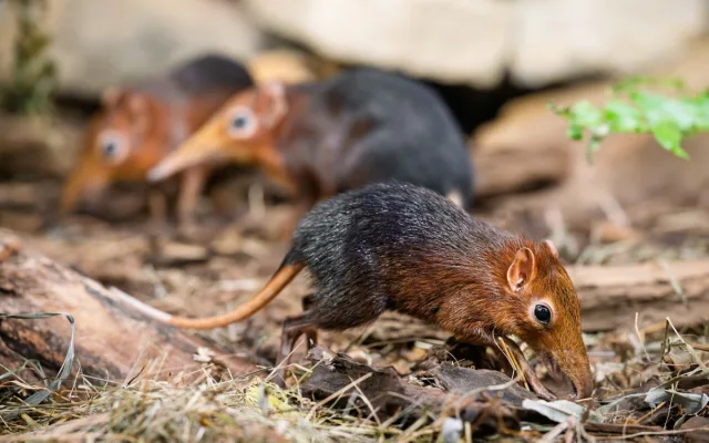 Safari Park Dvůr Králové slaví úspěch s prvním odchovem bércounů Petersových