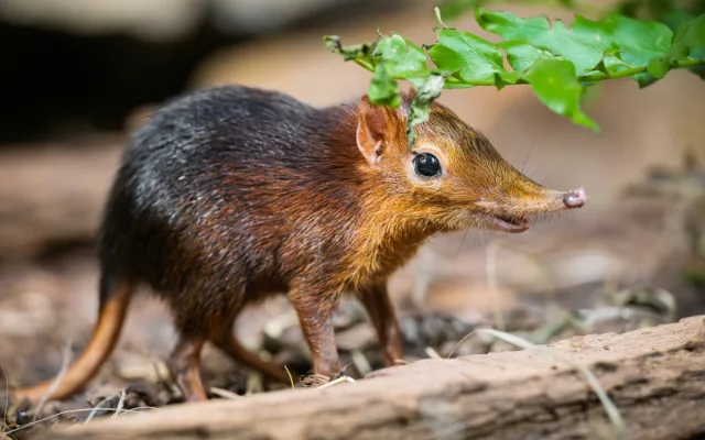 Safari Park Dvůr Králové slaví úspěch s prvním odchovem bércounů Petersových