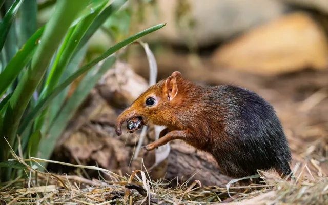 Safari Park Dvůr Králové slaví úspěch s prvním odchovem bércounů Petersových