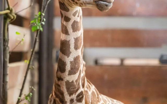 V zoo Dvůr Králové se narodilo další mládě ohrožené žirafy Rothschildovy
